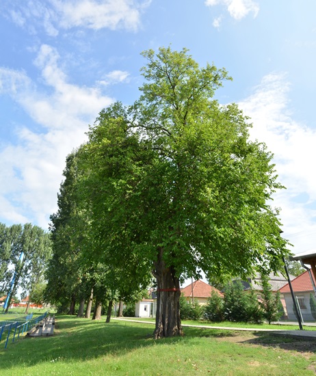 Eperfák