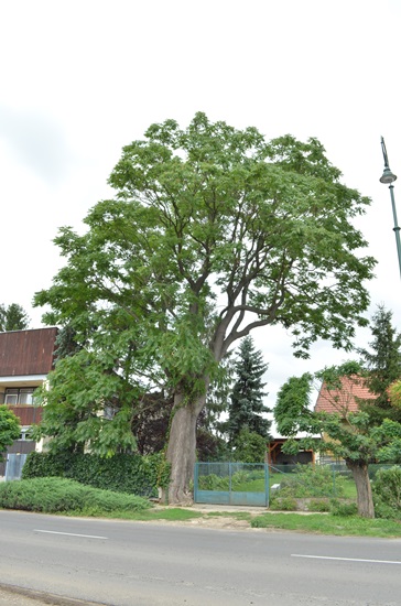 Bálványfa